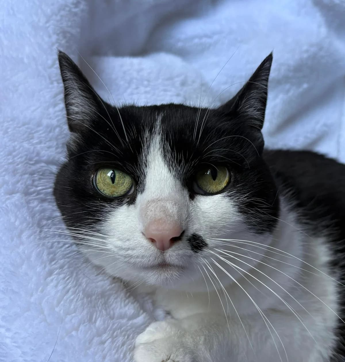 Marylin, female senior Mixed Breed for adoption at Ligue Vaudoise pour la Défense des Animaux — La Maison des Chats