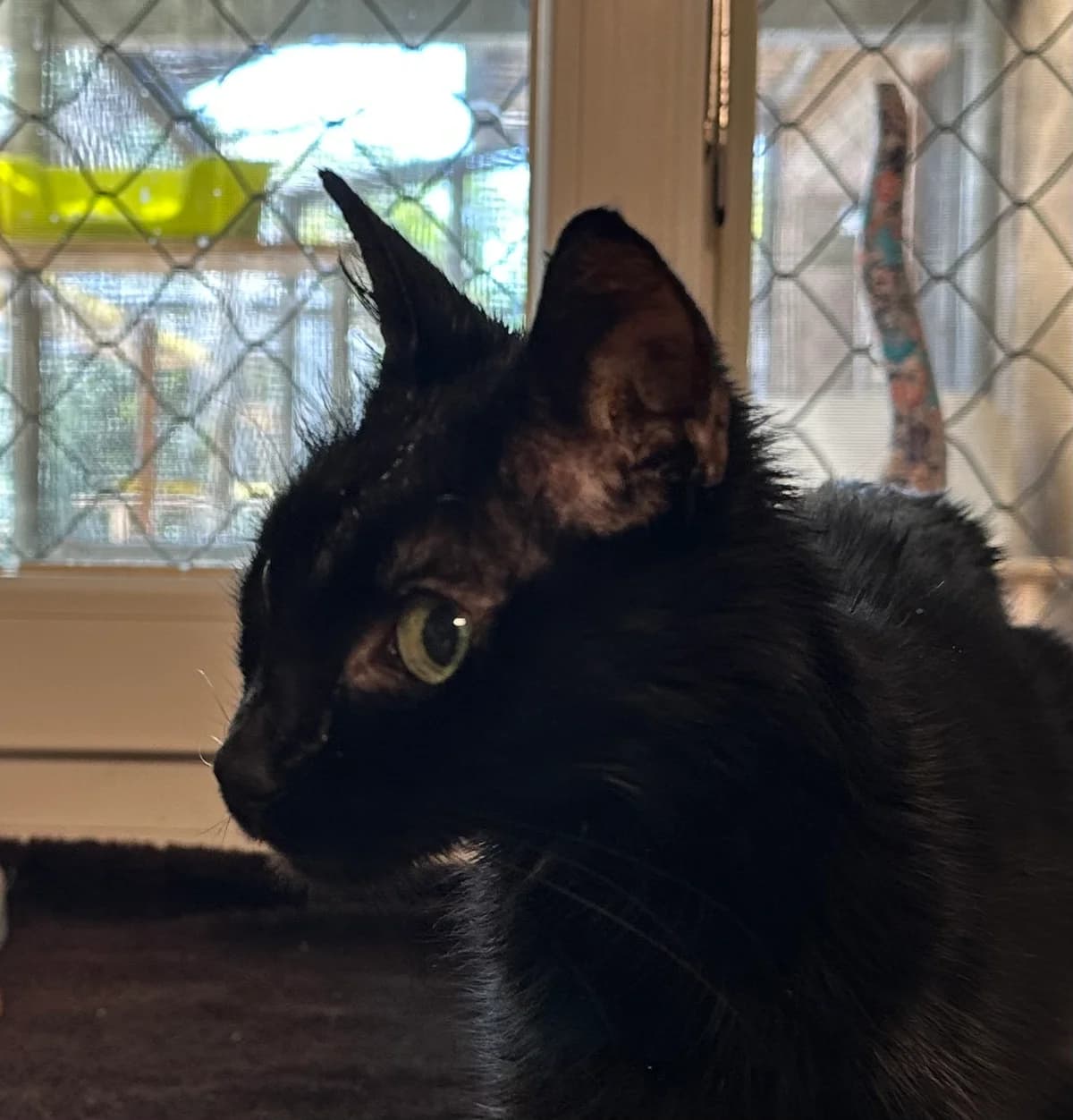 Mathilda, female senior Mixed Breed for adoption at Ligue Vaudoise pour la Défense des Animaux — La Maison des Chats