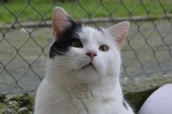 Meeko, male 6yo Mixed Breed for adoption at Ligue Vaudoise pour la Défense des Animaux — La Maison des Chats