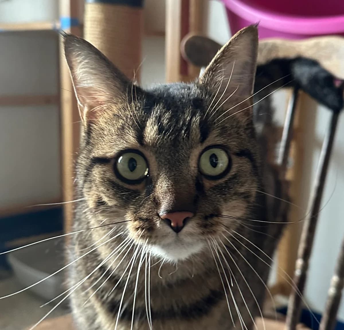 Mimi, male 5yo Mixed Breed for adoption at Ligue Vaudoise pour la Défense des Animaux — La Maison des Chats