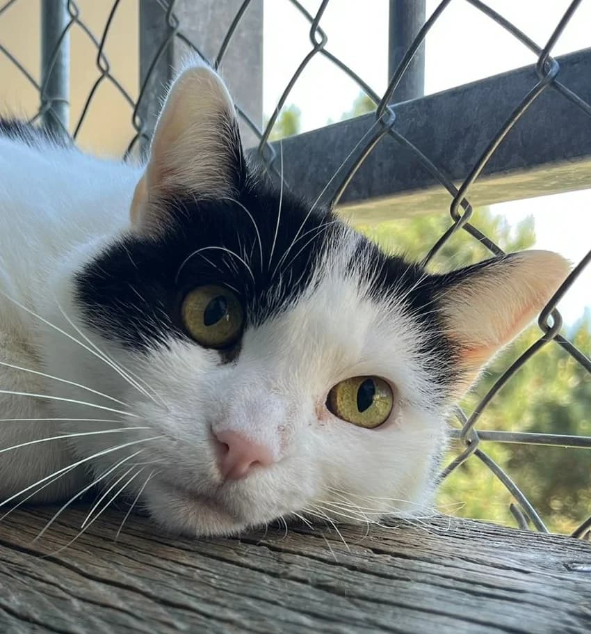 Minette, female senior Mixed Breed for adoption at Ligue Vaudoise pour la Défense des Animaux — La Maison des Chats