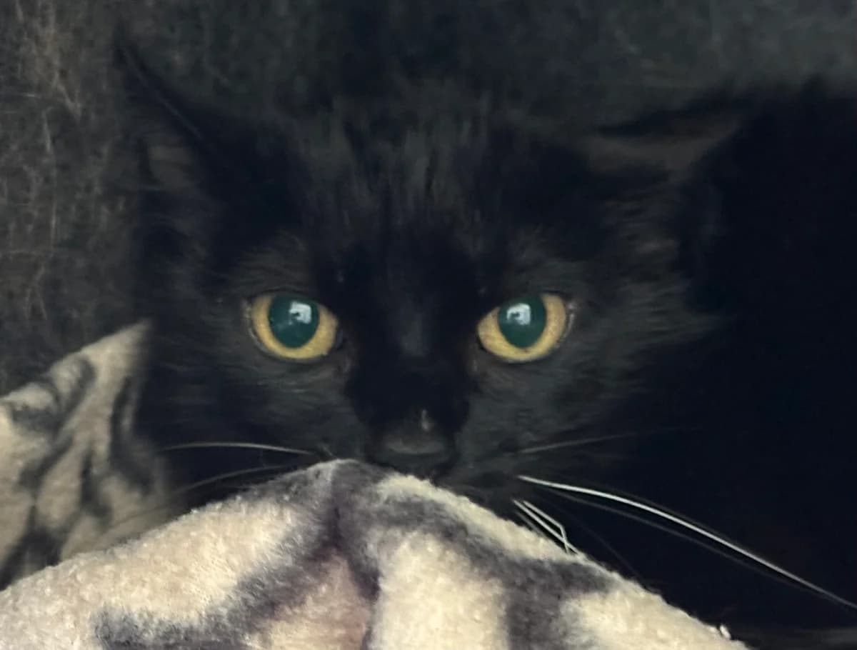 Molly, Mixed Breed (Ligue Vaudoise pour la Défense des Animaux — La Maison des Chats)