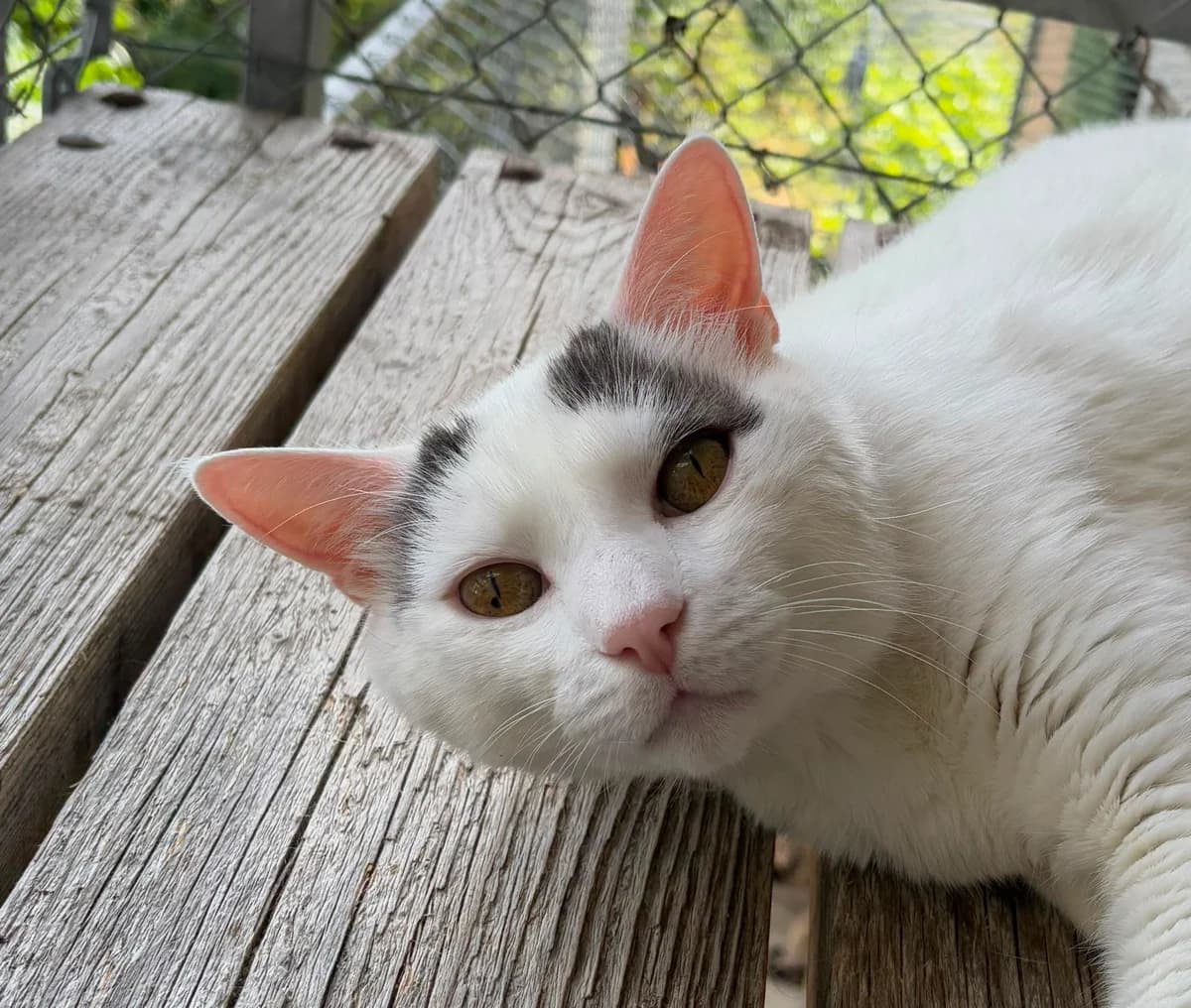 Mouffi, male senior Mixed Breed for adoption at Ligue Vaudoise pour la Défense des Animaux — La Maison des Chats