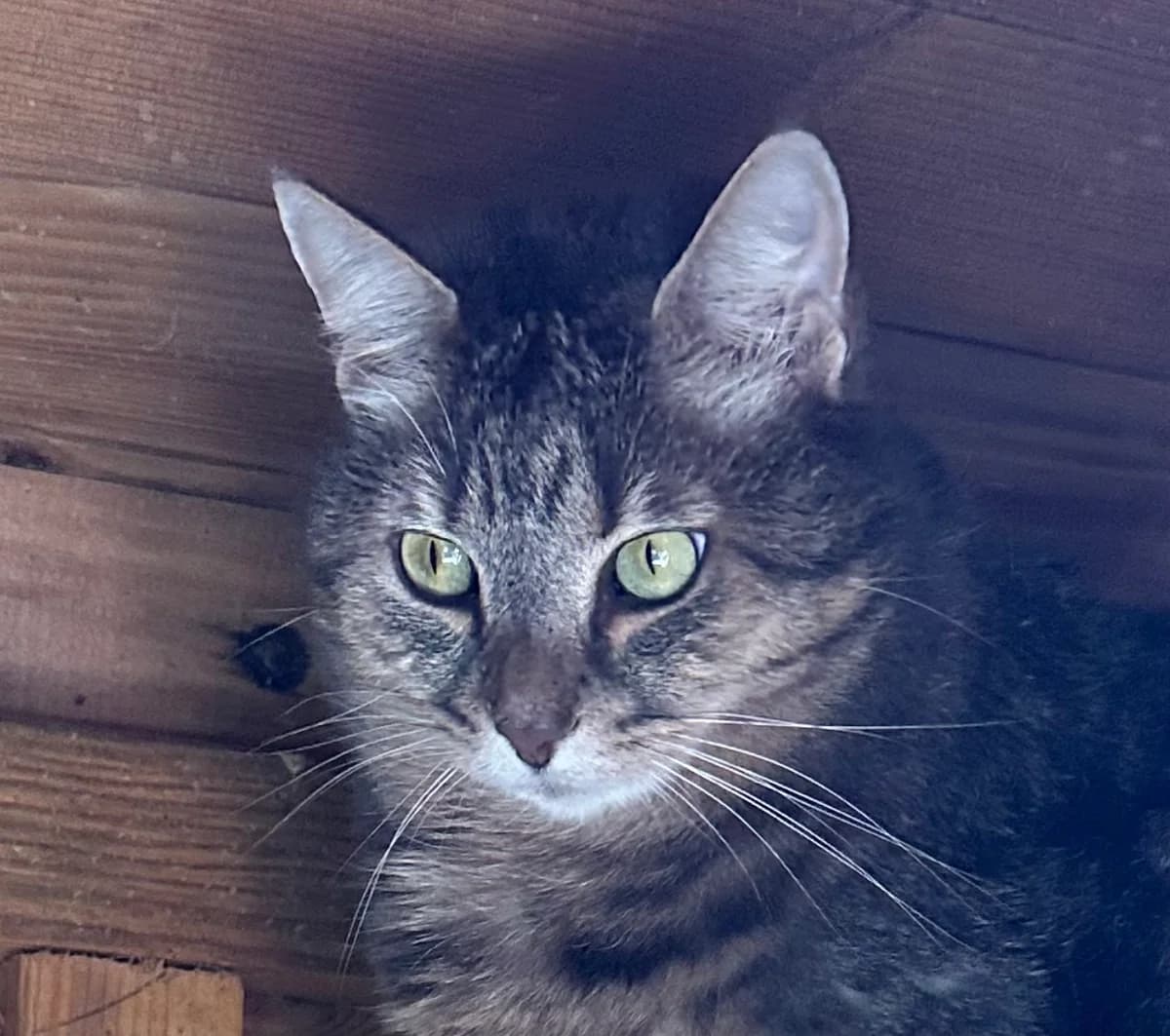 Natsu, female 6yo Mixed Breed for adoption at Ligue Vaudoise pour la Défense des Animaux — La Maison des Chats