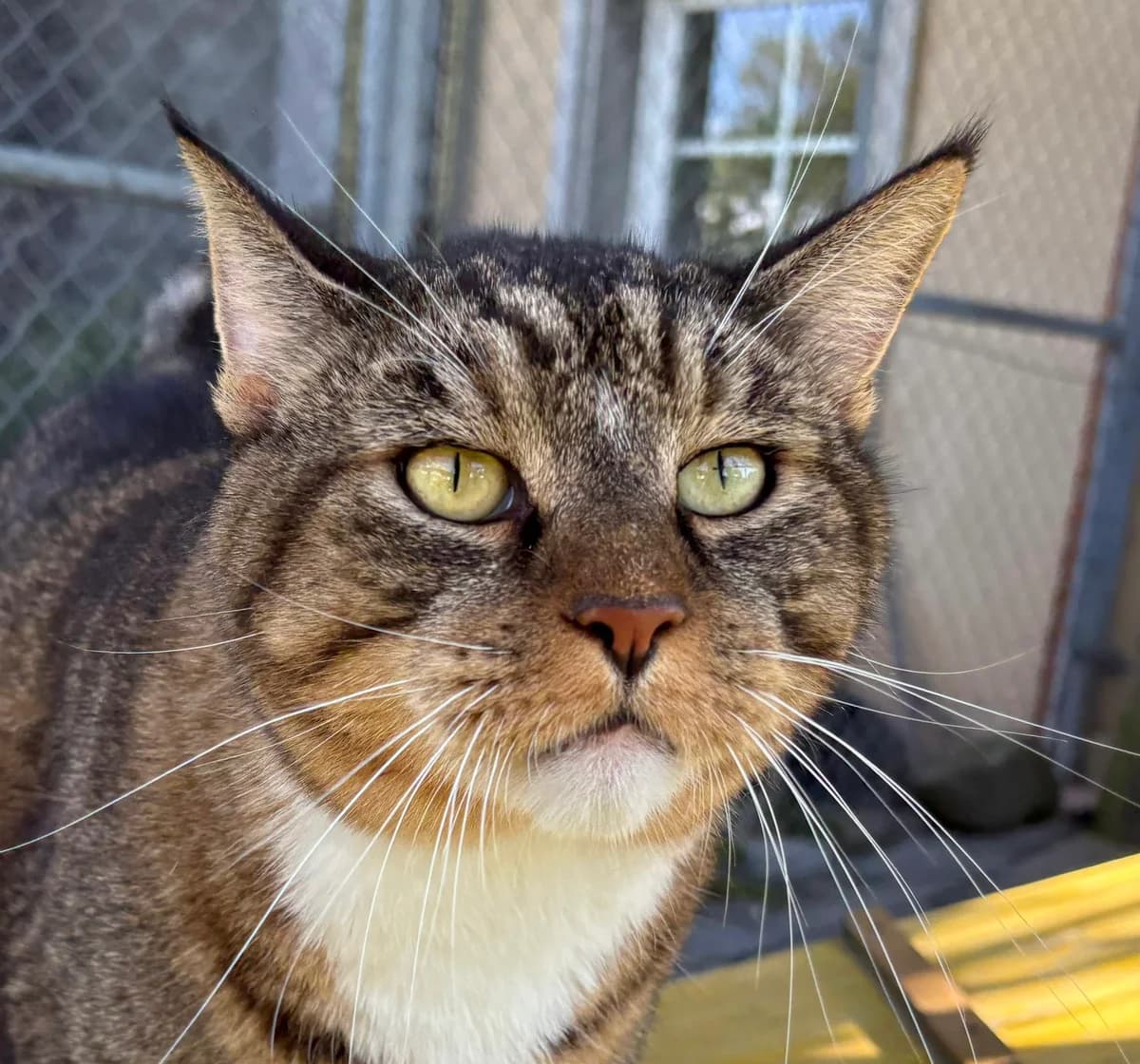 Oji, male Mixed Breed for adoption at Ligue Vaudoise pour la Défense des Animaux — La Maison des Chats