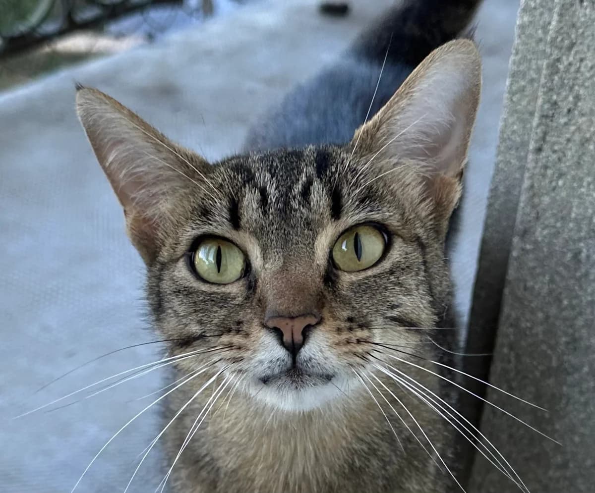 Peanut,  3yo Mixed Breed for adoption at Ligue Vaudoise pour la Défense des Animaux — La Maison des Chats