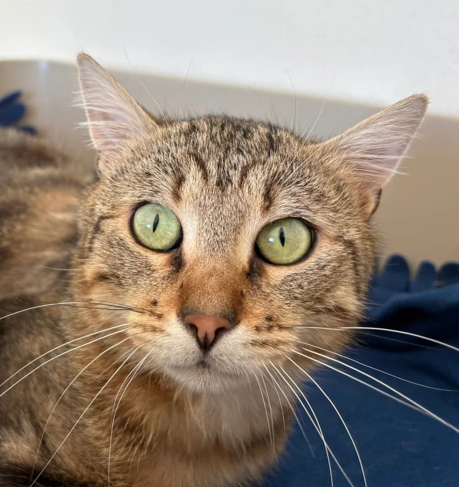 Pitch, male young Mixed Breed for adoption at Ligue Vaudoise pour la Défense des Animaux — La Maison des Chats
