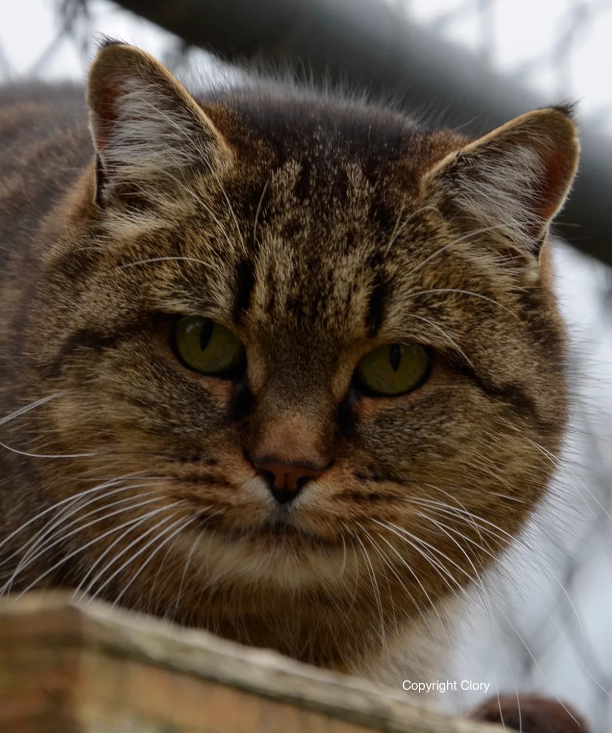 Popeye, male senior Mixed Breed for adoption at Ligue Vaudoise pour la Défense des Animaux — La Maison des Chats