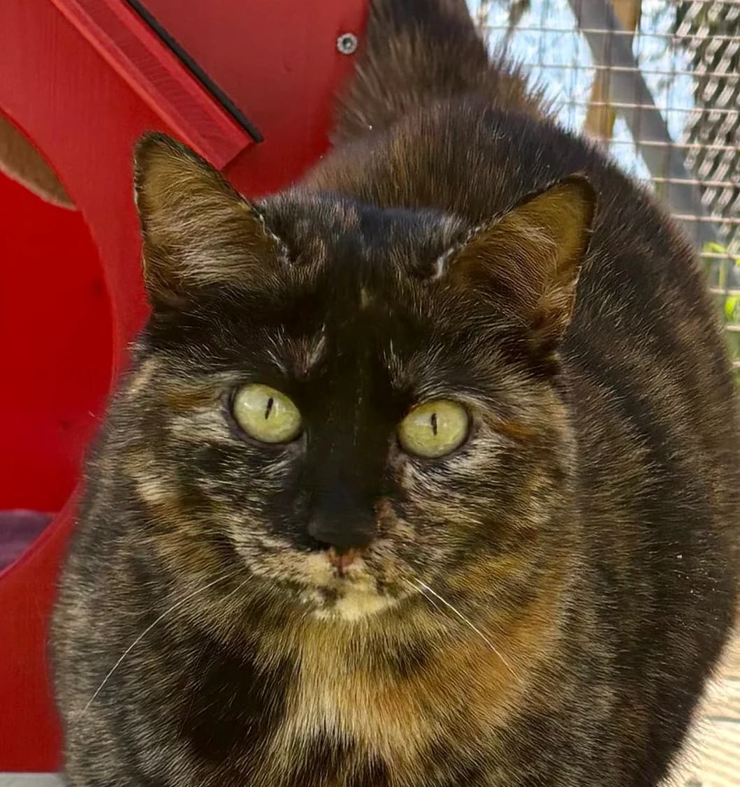 Prya, female young Mixed Breed for adoption at Ligue Vaudoise pour la Défense des Animaux — La Maison des Chats