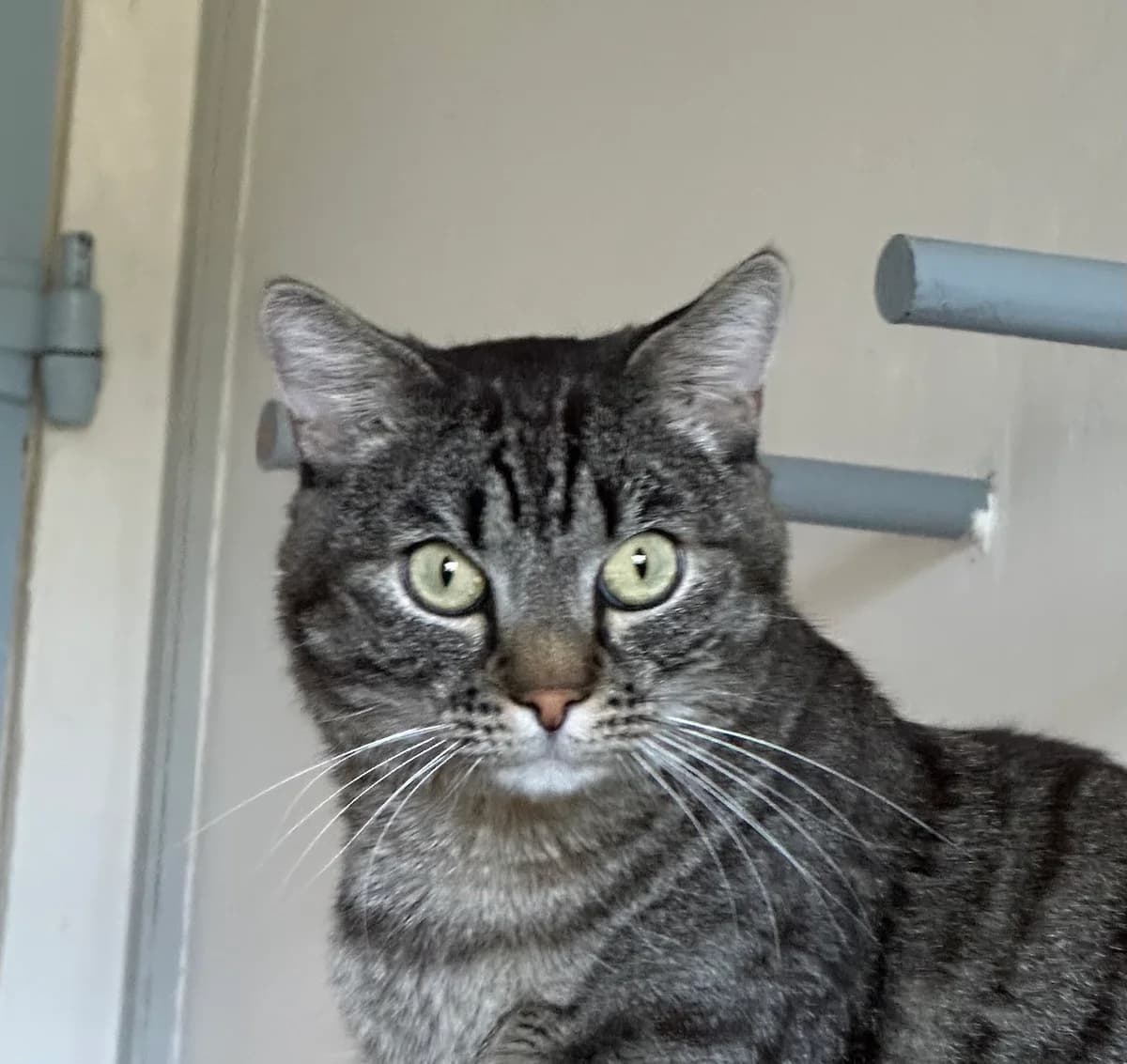 Puppy,  3yo Mixed Breed for adoption at Ligue Vaudoise pour la Défense des Animaux — La Maison des Chats