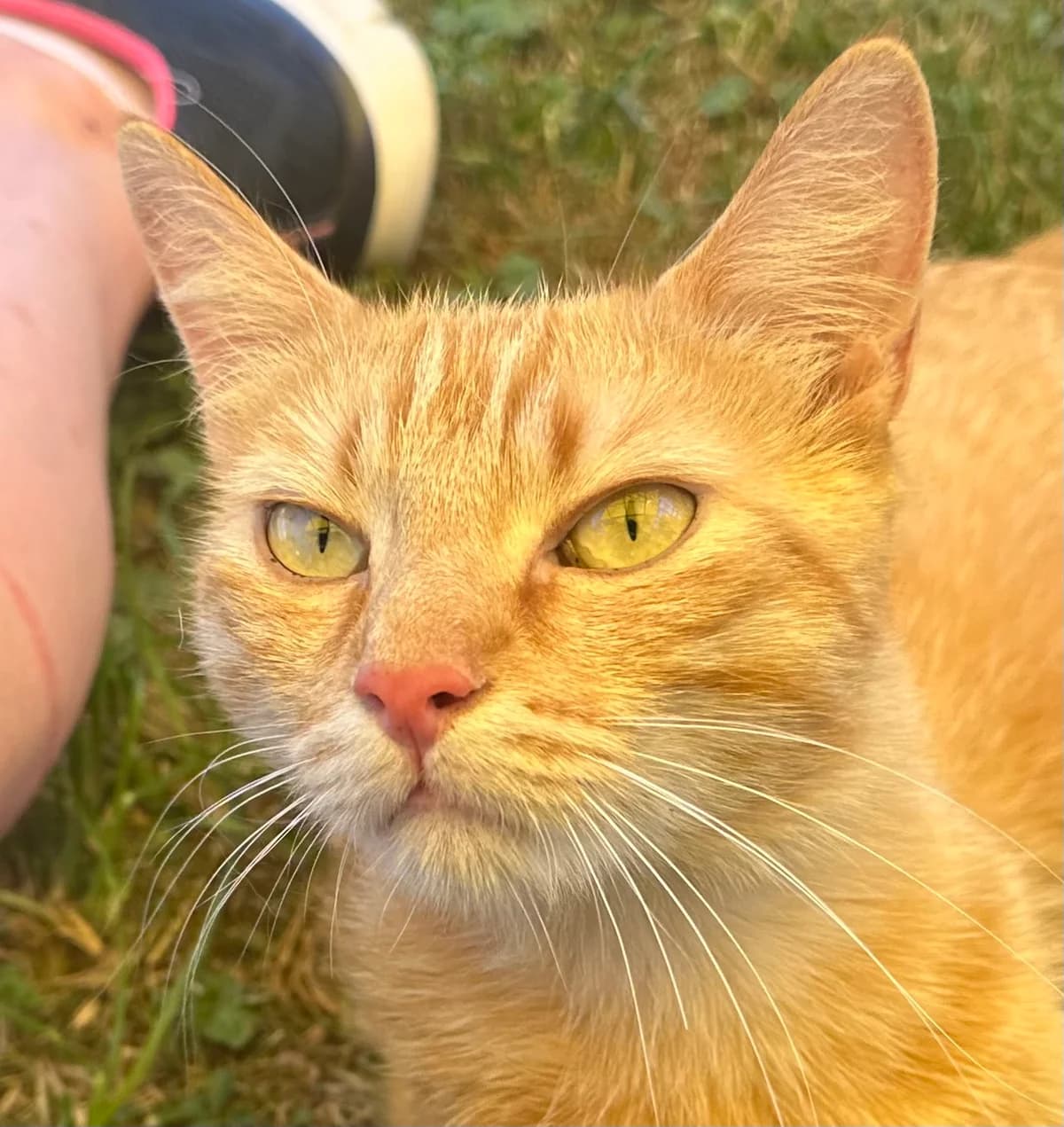 Ragnus, male young Mixed Breed for adoption at Ligue Vaudoise pour la Défense des Animaux — La Maison des Chats