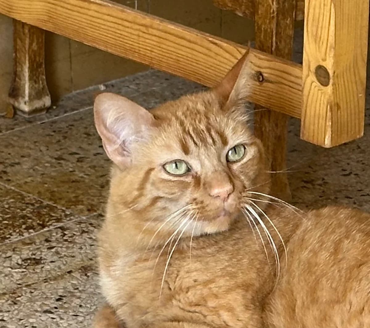 Rosy, female 6yo Mixed Breed for adoption at Ligue Vaudoise pour la Défense des Animaux — La Maison des Chats