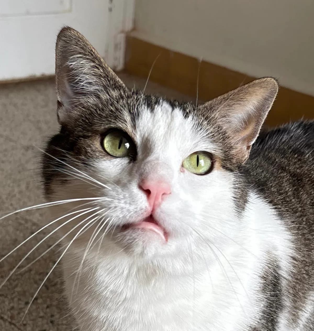 Scar,  5yo Mixed Breed for adoption at Ligue Vaudoise pour la Défense des Animaux — La Maison des Chats