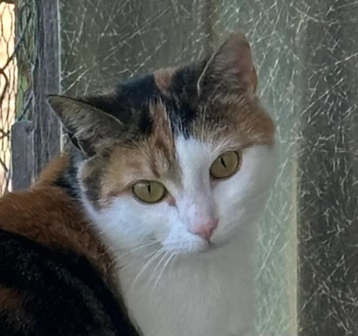 Silka, female young Mixed Breed for adoption at Ligue Vaudoise pour la Défense des Animaux — La Maison des Chats