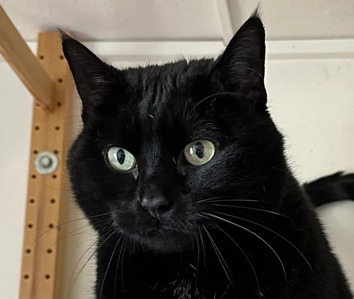 Syrius, male senior Mixed Breed for adoption at Ligue Vaudoise pour la Défense des Animaux — La Maison des Chats