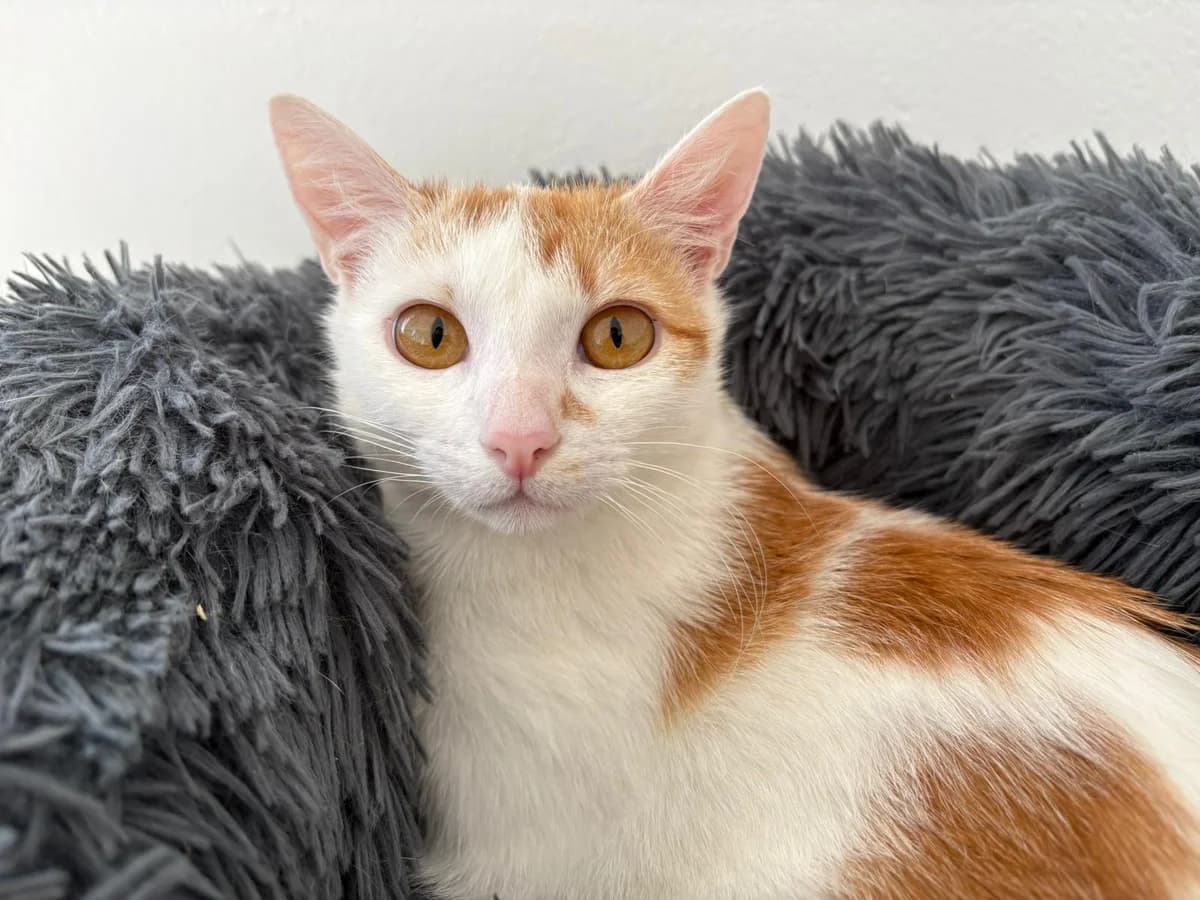 Taïga, female young Mixed Breed for adoption at Ligue Vaudoise pour la Défense des Animaux — La Maison des Chats