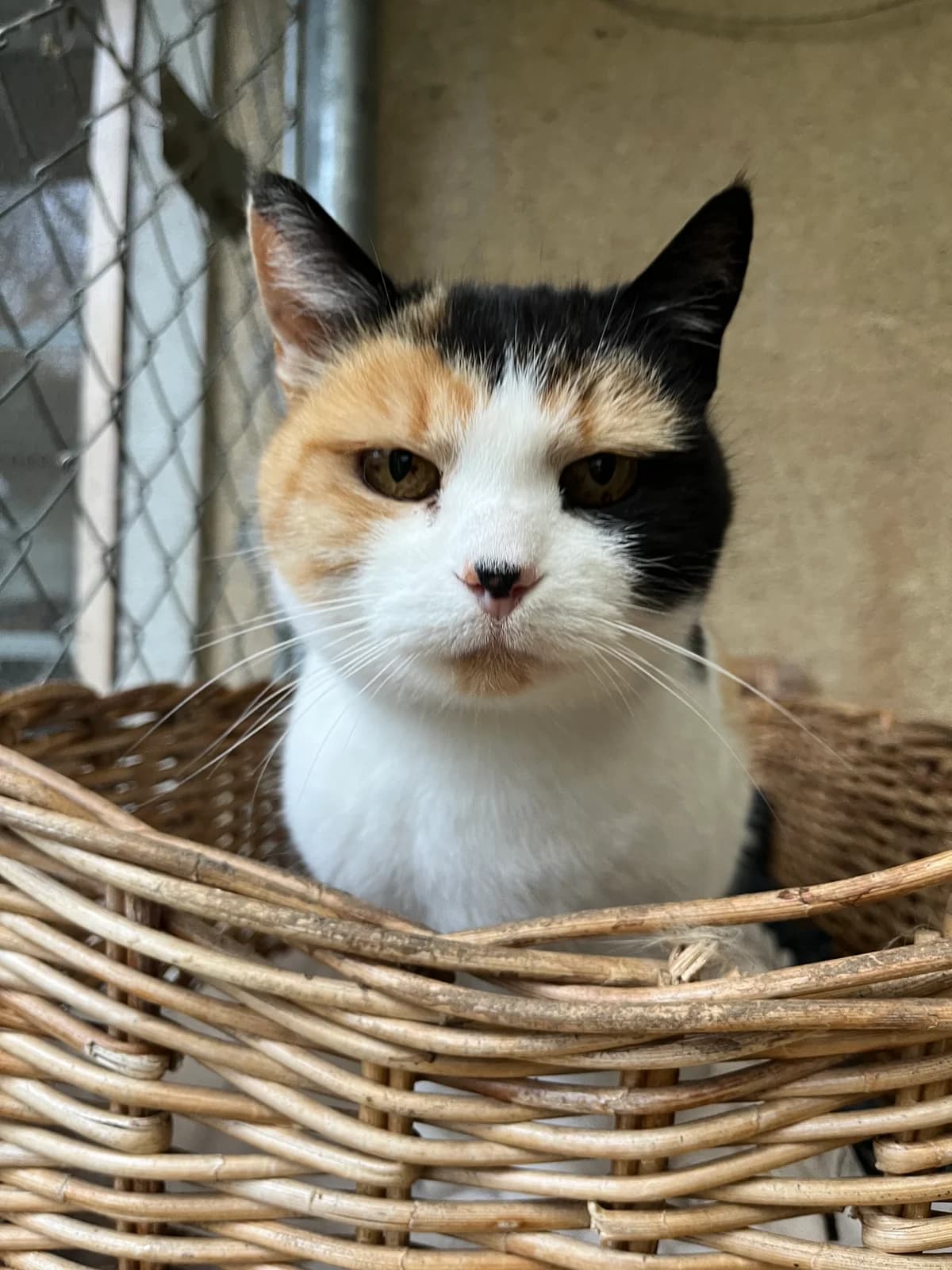 Tulipe, female senior Mixed Breed for adoption at Ligue Vaudoise pour la Défense des Animaux — La Maison des Chats