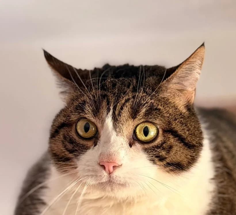 Xéna, female senior Mixed Breed for adoption at Ligue Vaudoise pour la Défense des Animaux — La Maison des Chats