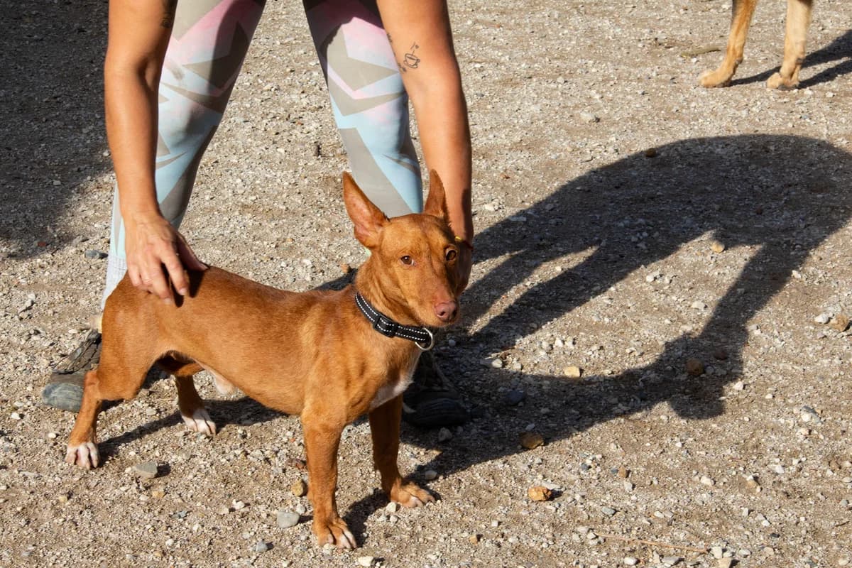 Affleck, male Podenco for adoption at Melampo, Melampo photo 2