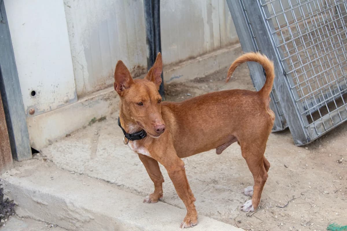Affleck, male Podenco for adoption at Melampo, Melampo photo 3