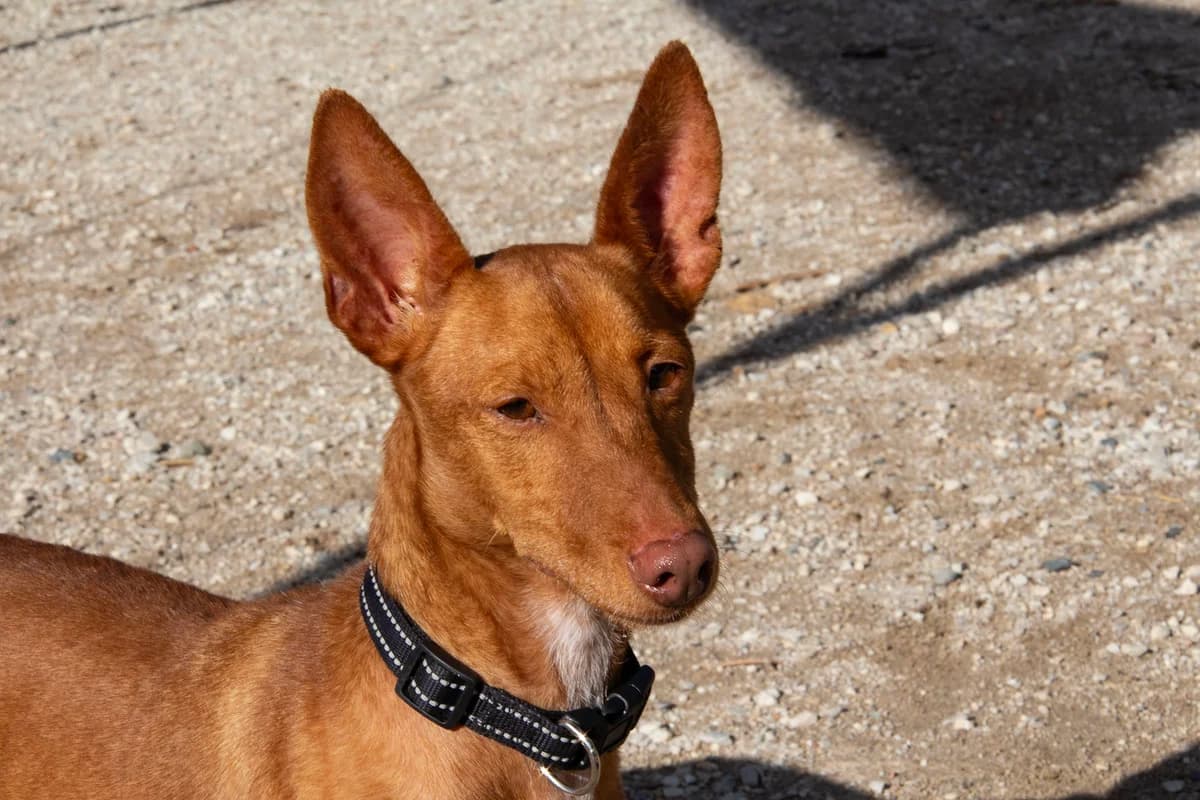 Affleck, male Podenco for adoption at Melampo, Melampo photo 4