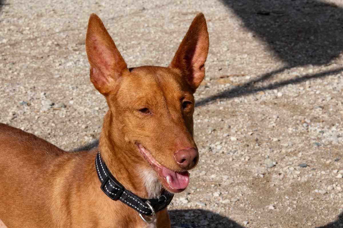 Affleck, male Podenco for adoption at Melampo, Melampo photo 5