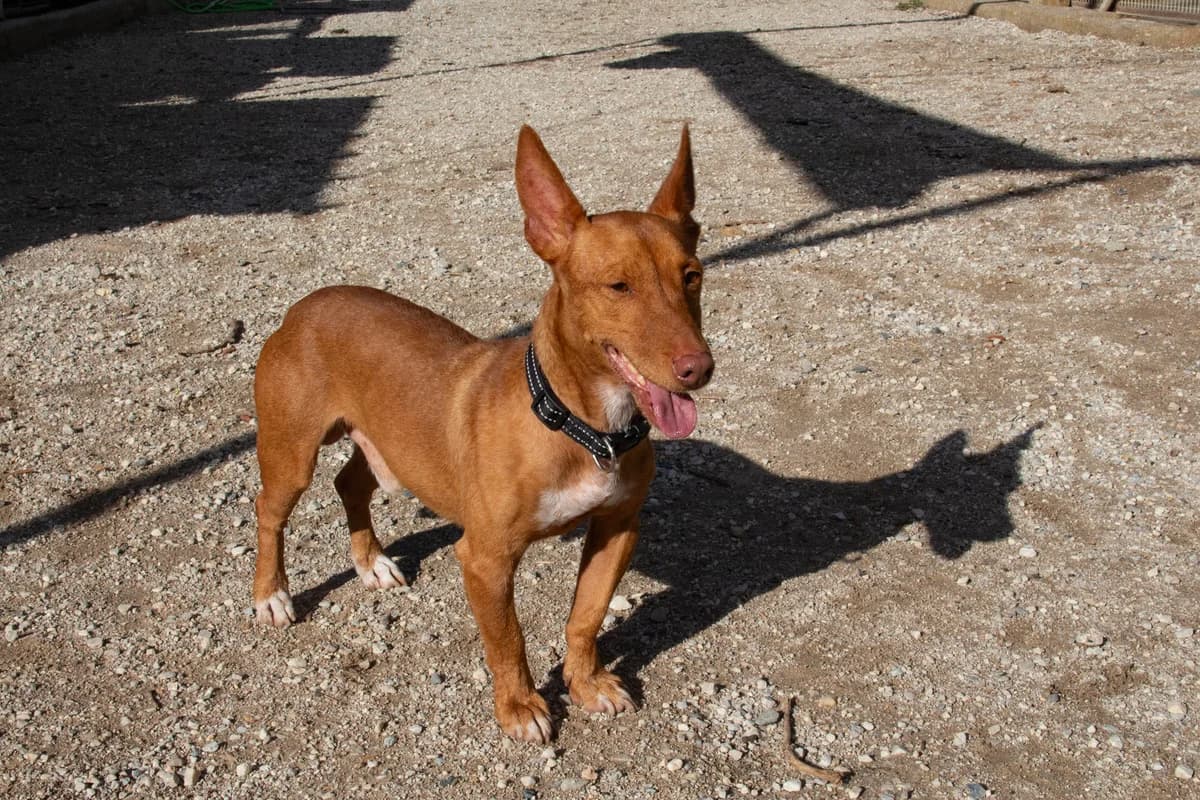 Affleck, male Podenco for adoption at Melampo, Melampo photo 6
