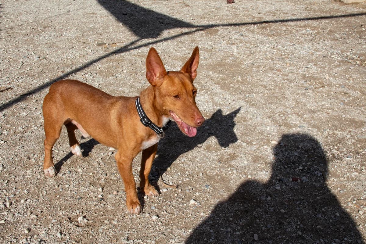 Affleck, male Podenco for adoption at Melampo, Melampo photo 7