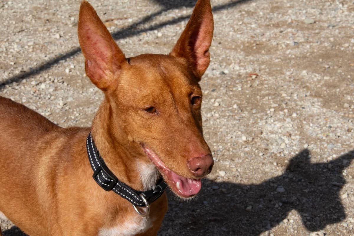 Affleck, male Podenco for adoption at Melampo, Melampo photo 8
