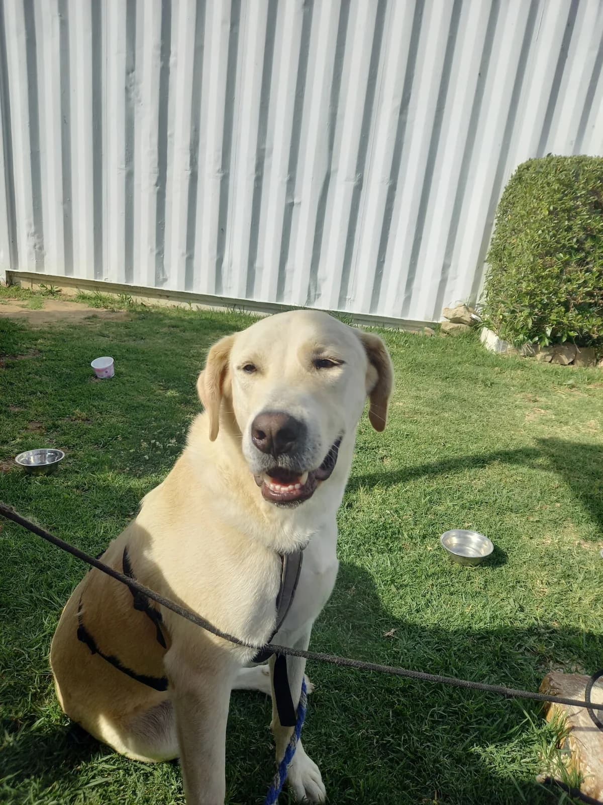 Albis, male mixed breed for adoption at Melampo, Melampo photo 2