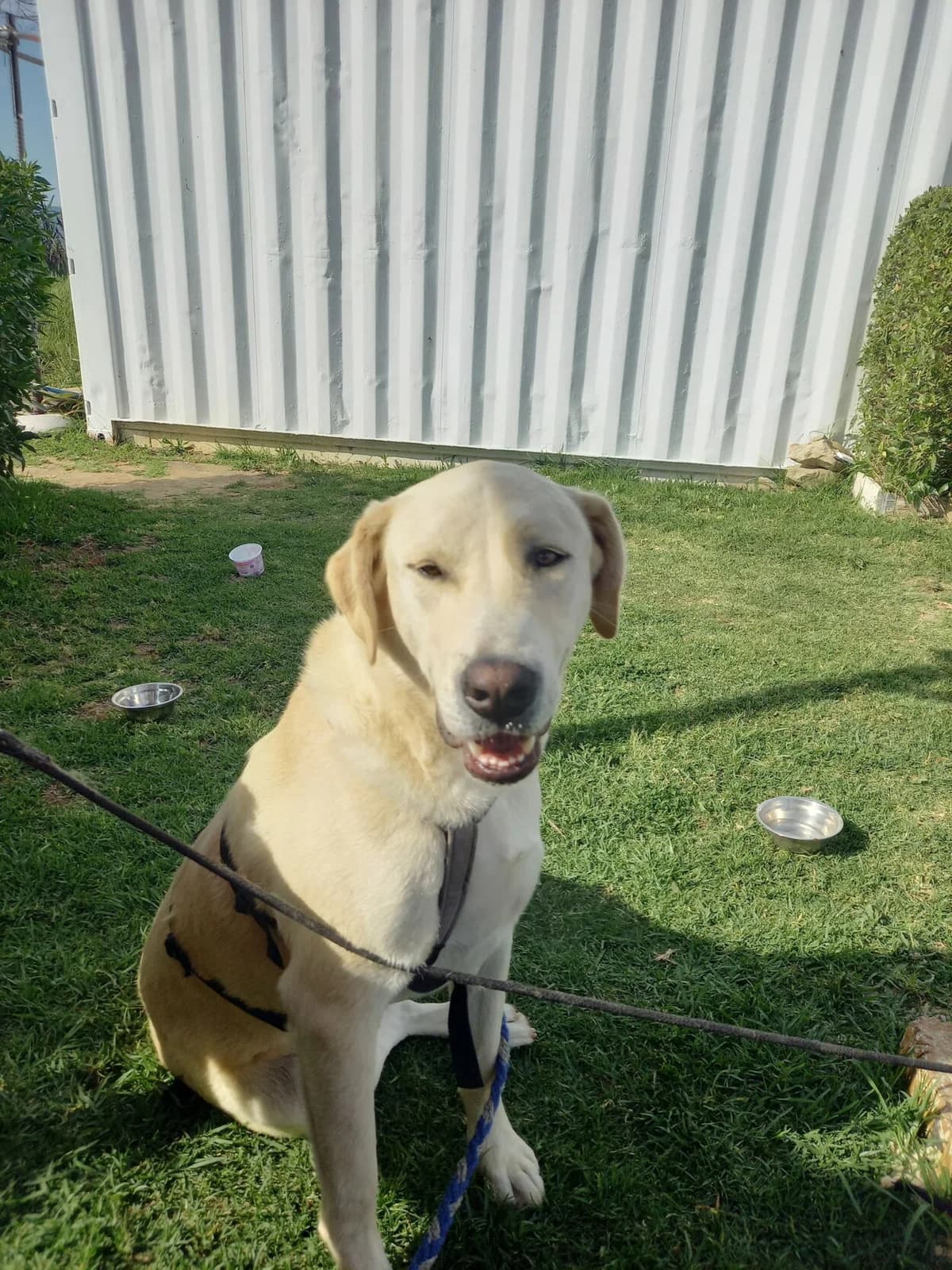 Albis, male mixed breed for adoption at Melampo, Melampo photo 3