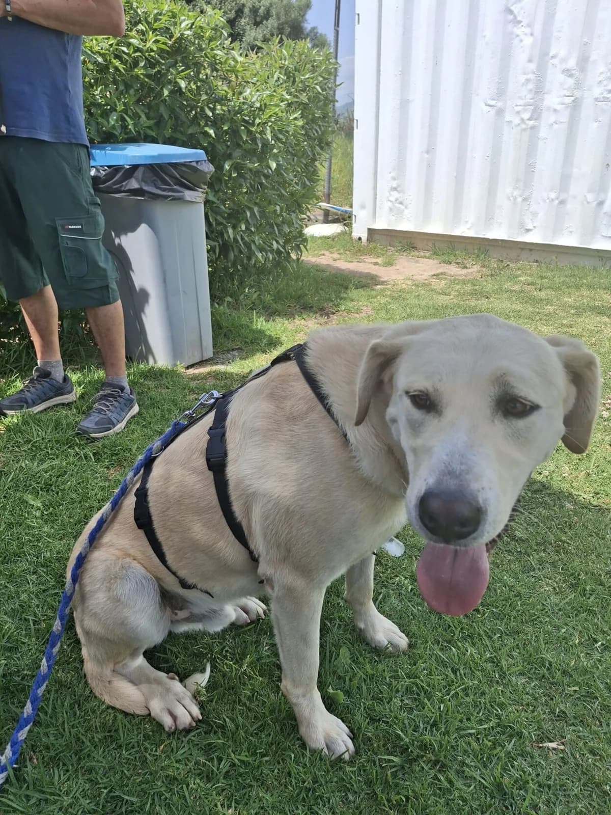 Albis, male mixed breed for adoption at Melampo, Melampo photo 4