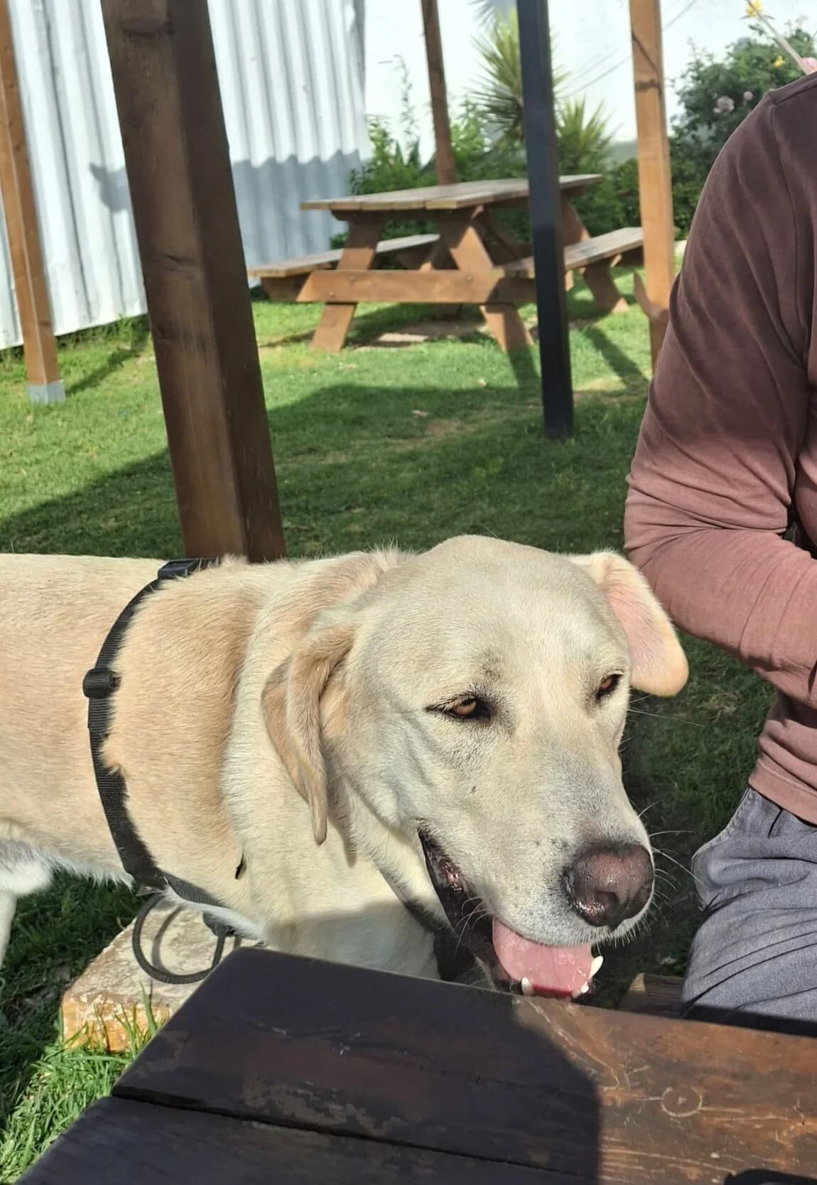 Albis, male mixed breed for adoption at Melampo, Melampo photo 5