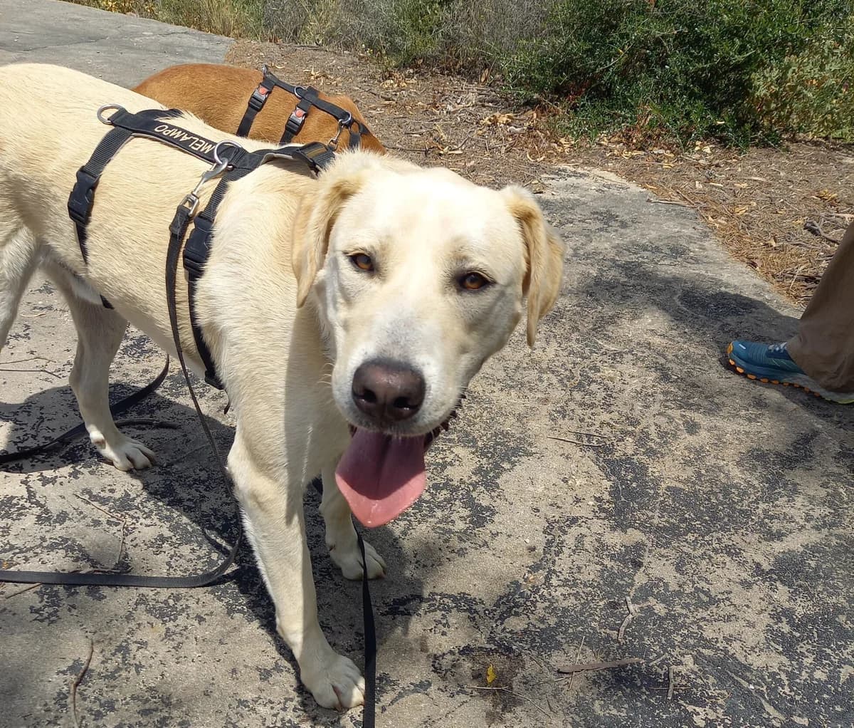 Albis, male mixed breed for adoption at Melampo, Melampo photo 8