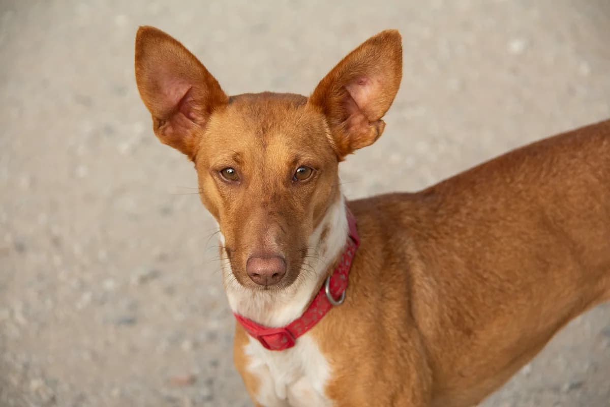 Alicia, female young Podenco for adoption at Melampo, Melampo