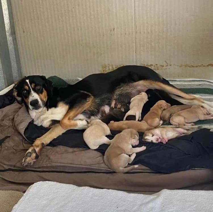 Bella, female mixed breed for adoption at Melampo, Melampo photo 2