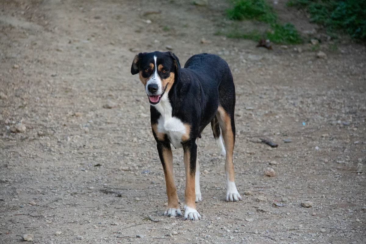 Bella, female mixed breed for adoption at Melampo, Melampo photo 3