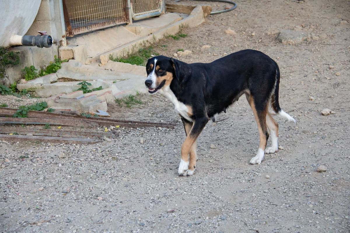 Bella, female mixed breed for adoption at Melampo, Melampo photo 4