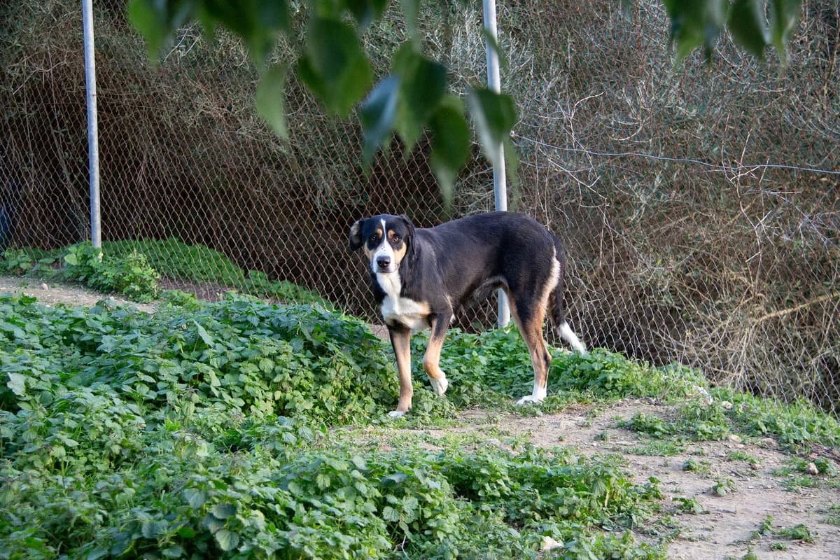 Bella, female mixed breed for adoption at Melampo, Melampo photo 5