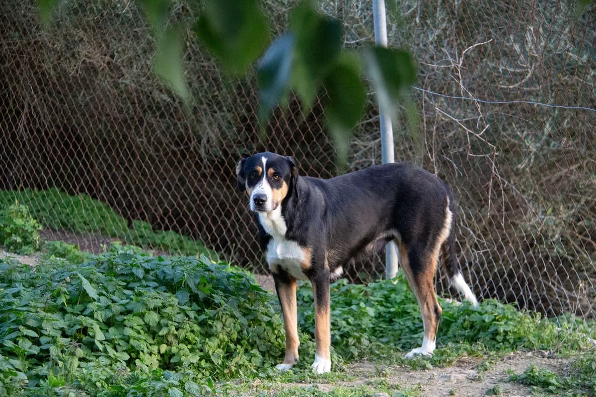 Bella, female mixed breed for adoption at Melampo, Melampo photo 6