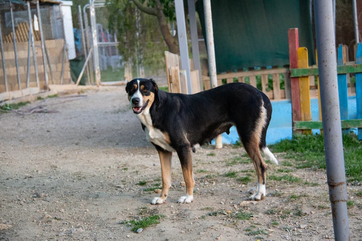 Bella, female mixed breed for adoption at Melampo, Melampo photo 7