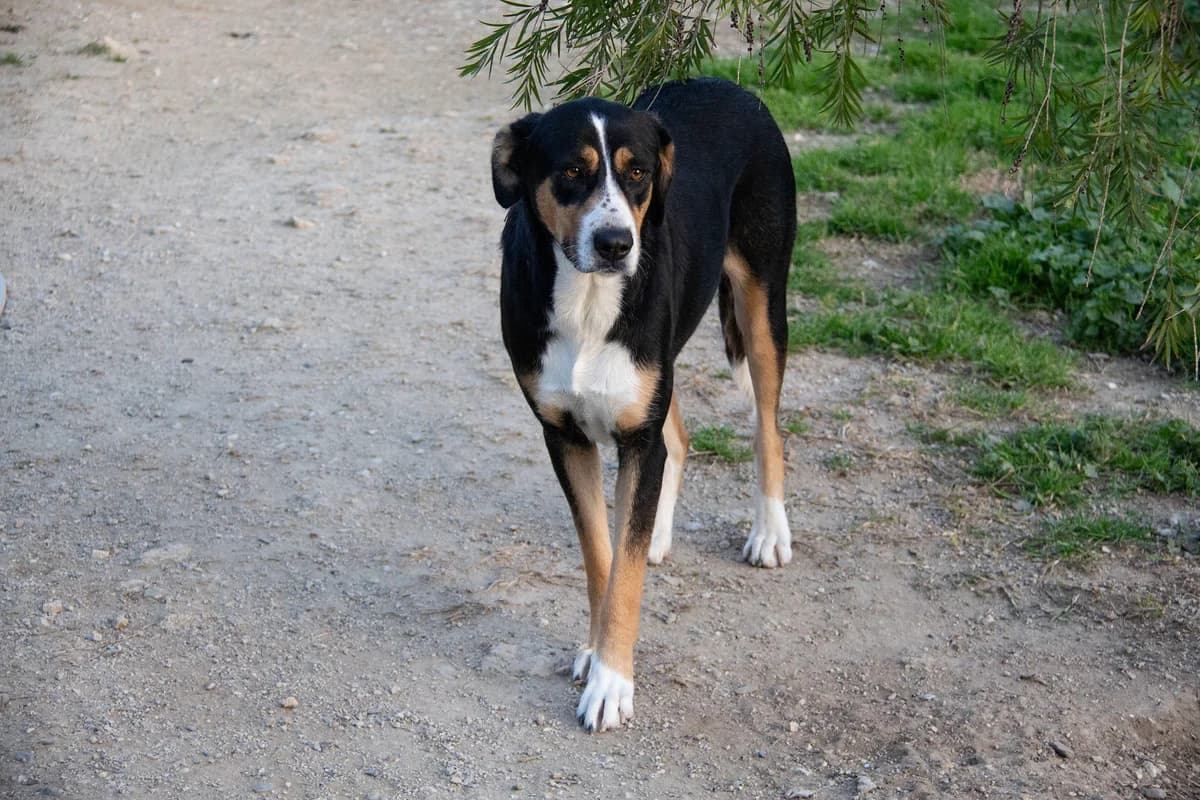 Bella, female mixed breed for adoption at Melampo, Melampo photo 8