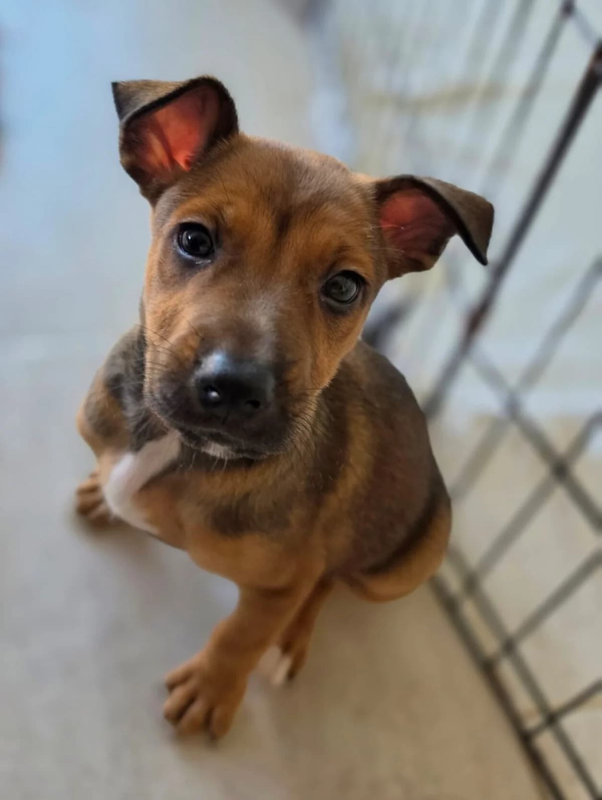 Boabdil, male puppy Mixed Breed for adoption at Melampo, Melampo