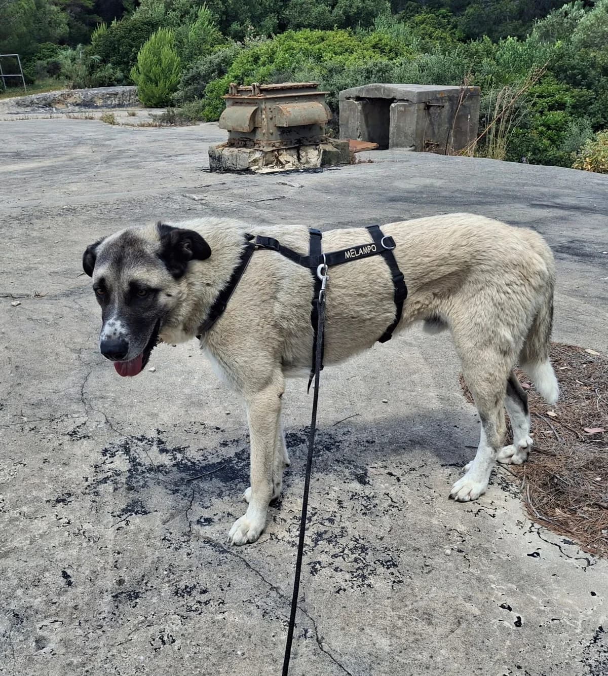 Borgo, male mixed breed for adoption at Melampo, Melampo photo 2