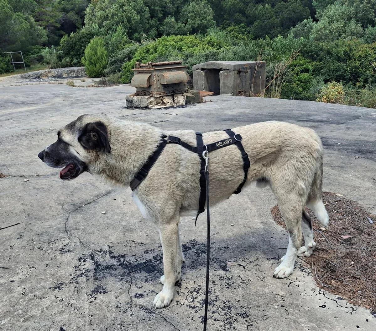 Borgo, male mixed breed for adoption at Melampo, Melampo photo 3