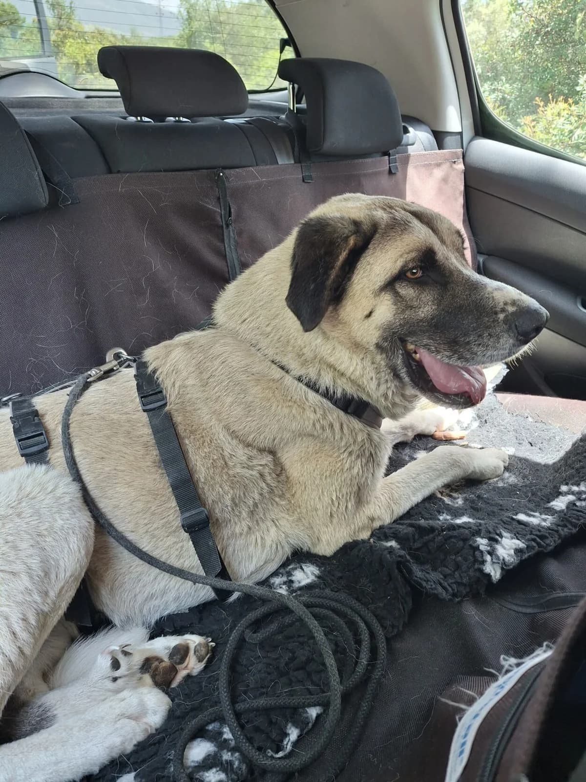 Borgo, male mixed breed for adoption at Melampo, Melampo photo 4