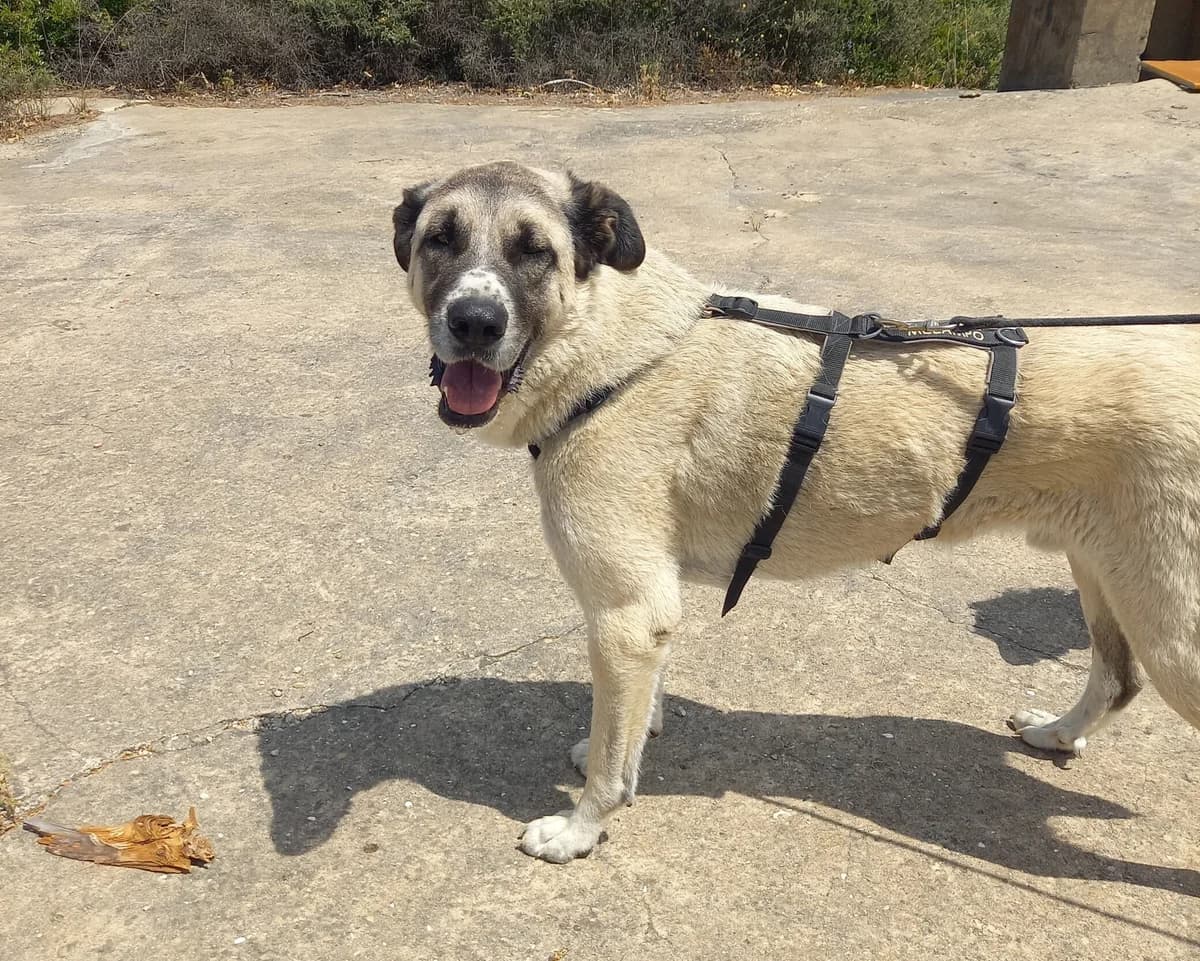 Borgo, male mixed breed for adoption at Melampo, Melampo photo 5