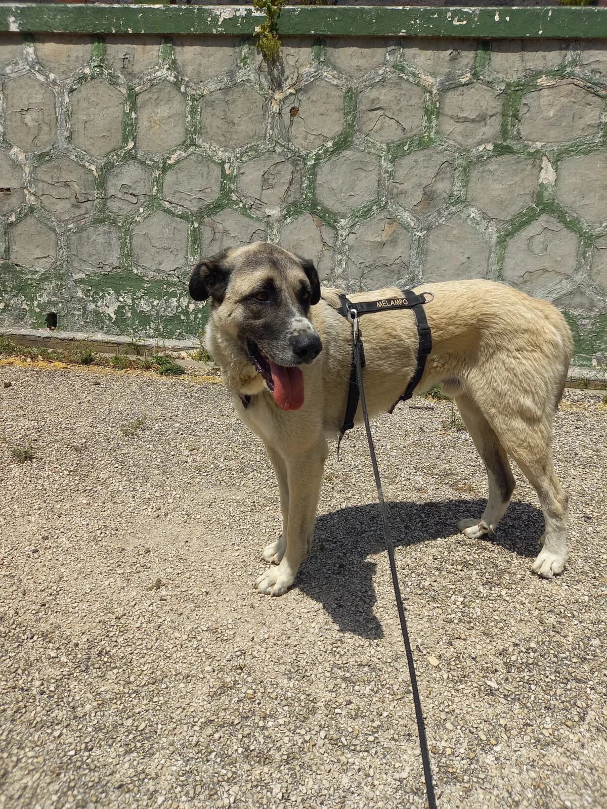 Borgo, male mixed breed for adoption at Melampo, Melampo photo 6