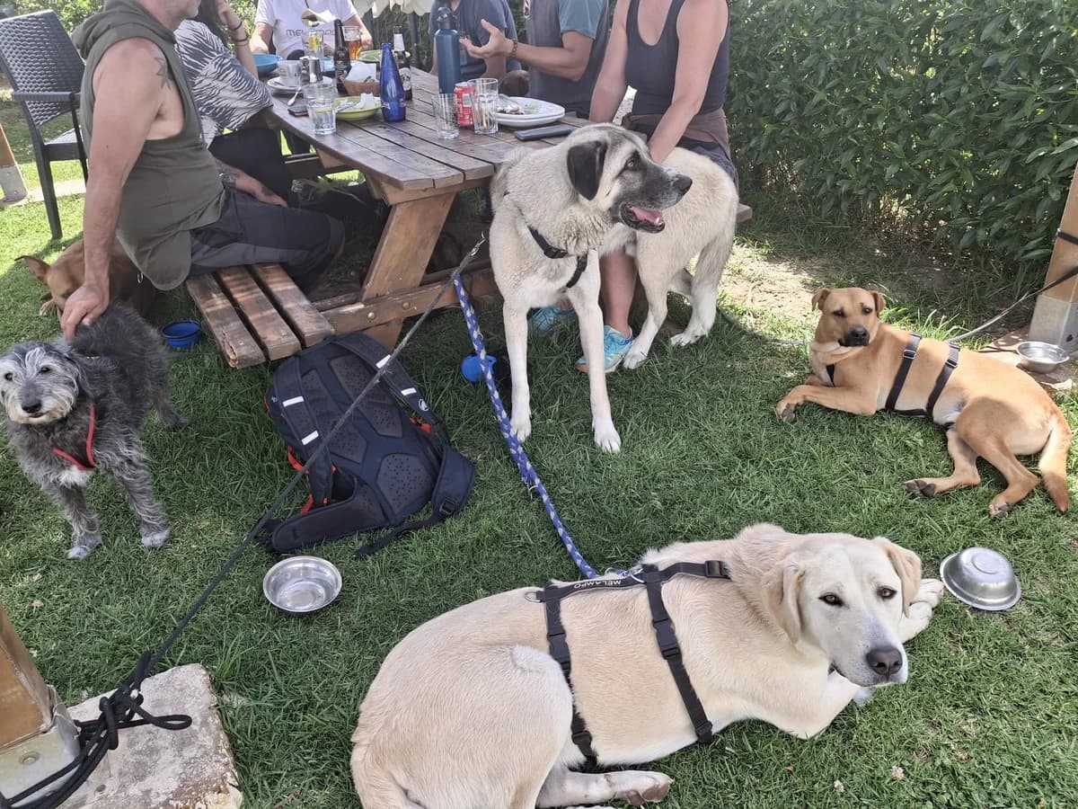 Borgo, male mixed breed for adoption at Melampo, Melampo photo 7