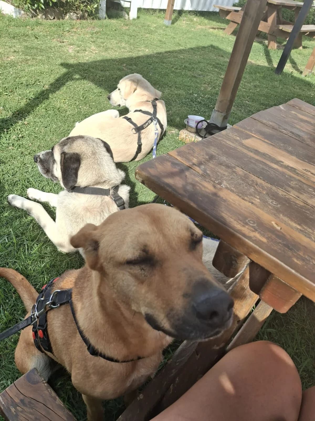 Borgo, male mixed breed for adoption at Melampo, Melampo photo 8